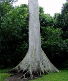 Ceiba Pentandra (Kapok Tree, Silk Cotton Tree)