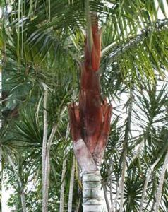 Dypsis Leptocheilos (Dypsis Darianii, Teddybear Palm, Redneck Palm)