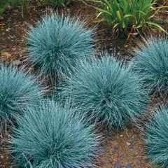Festuca Ovina Glauca (Blue Fescue Grass)