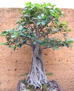 Ficus Macrophylla (Moreton Bay Fig)