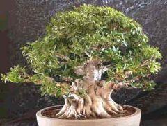 Ficus Microcarpa Nitida