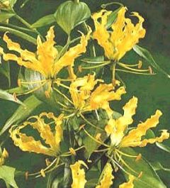Gloriosa Lutea (Yellow Glory Lily)