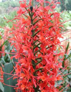 Hedychium Coccineum (Scarlet Ginger Lily)