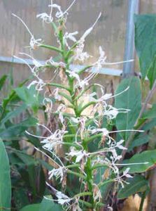 Hedychium Stenopetalum (White Stars Ginger)