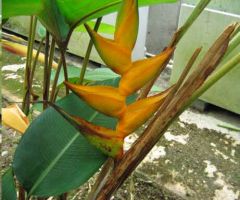 Heliconia Champneana (Mayan Gold Heliconia)