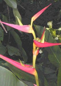 Heliconia Latispatha Distans Seeds (Golden Lobster Claw Heliconia Seeds)