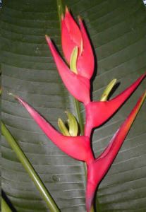 Heliconia Vellosiana (Red Heliconia)