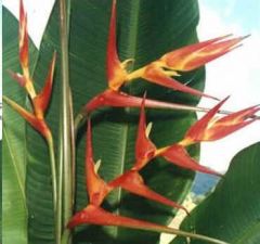 Heliconia Vellosiana (Red and Yellow Heliconia)