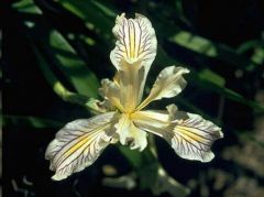 Iris Bracteata