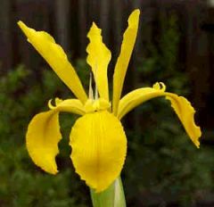 Iris Crocea
