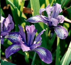 Iris Douglasiana
