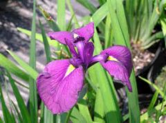 Iris Ensata (Japanese Iris)