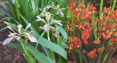 Iris Foetidissima (Gladwin Iris)