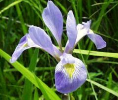 Iris Virginica Shrevei (Southern Blue Flag Iris)