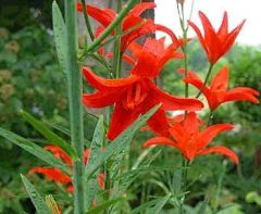 Lilium Concolor Strictum (Lily)