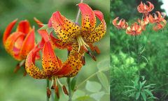 Lilium Michiganense (Michigan Lily)