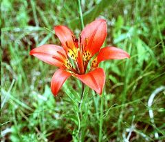 Lilium Philadelphicum  (Wood Lily, Wester Red Lily)