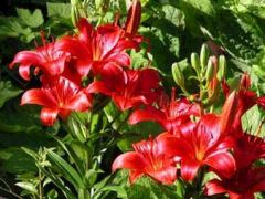 Lilium Roter Cardinal Hybrids Mix (Lily Roter Cardinal)