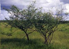 Mimosa Pigra (Giant Sensitive Tree, Catclaw Mimosa)