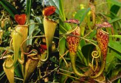 Nepenthes Madagascariensis