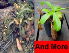 Nepenthes Mix (Lowland and Highland Nepenthes)