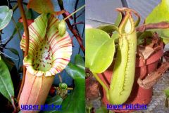 Nepenthes Truncata (Lowland Nepenthes)