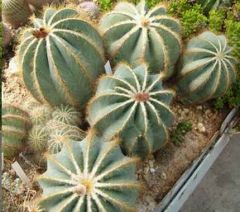Notocactus Seeds Mix