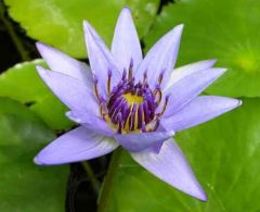 Nymphaea Colorata Blue (Blue Pigmy Water Lily)