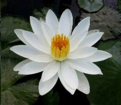 Nymphaea Juno (White Lotus)