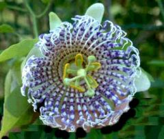 Passiflora Actinia (Passion Fruit, Passion Flower)