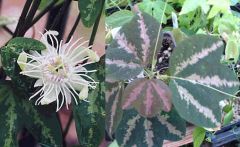 Passiflora Trifasciata Seeds (Passion Fruit, Passion Flower)