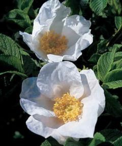Rosa Rugosa Alba (Japanese Rose)