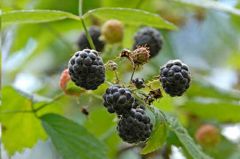 Blackcap Raspberry Seeds, Western Raspberry