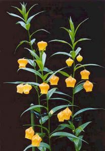 Sandersonia Aurantiaca (Chinese Lantern Lily)