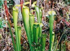 Sarracenia Alata (Pale Pitcher Plant)
