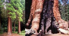 Sequoiadendron Giganteum (Sequoia Gigantea)