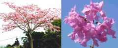 Tabebuia Rosea (Pink Trumpet Tree)