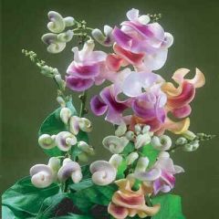 Vigna Caracalla (Snail Flower, Corkscrew Vine, Mail Vine)