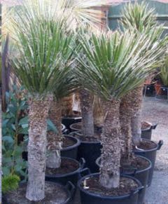 Yucca Filifera (St Peter's Palm, Palma China)