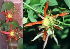 Passiflora Cinnabarina (Red Passion Flowers)