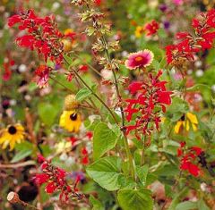 Wildflower Mix (Texas/Midwest Flower, America)