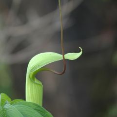 Arisaema Tortuosum (Whipcord Cobra Lily)