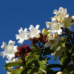 Beaumontia Grandiflora (Easter Lily Vine, Herald's Trumpet, Nepal Trumpet)
