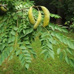 Gymnocladus Chinensis Seeds (Chinese Coffee Tree Seeds, Soap Tree Seeds)