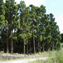 Cryptomeria Japonica (Wild Japanese Cedar)