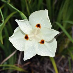 Dietes Bicolor (Fortnight Lily, Yellow Wild Iris)