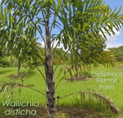 Distichous Fishtail Palm - Photo by Dr. David Clulow