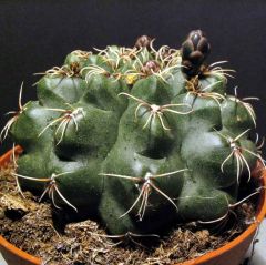Dwarf Chin Cactus