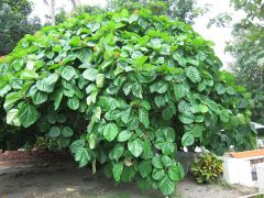 Ficus Auriculata Seeds (Elephant Ear Fig Tree, Roxburgh's Fig, Coconut Strawberry Fig)