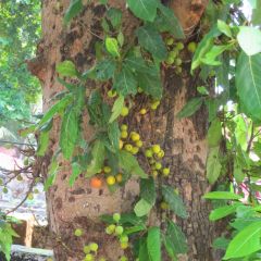 Graines Ficus Racemosa